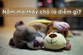 Khi bạn có giấc mơ thấy chó thì nên đánh con gì may mắn nhất