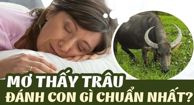 Con trâu là số mấy? Mơ thấy con trâu đánh con gì?