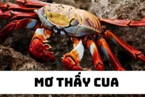 Khám phá giấc mơ thấy cua sẽ mang đến điềm báo tốt hay xấu?