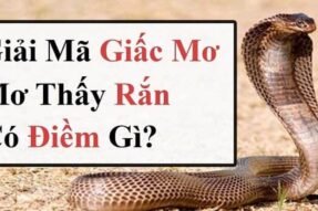 Khám phá giấc mơ thấy rắn trắng nên đánh con số gì may mắn?