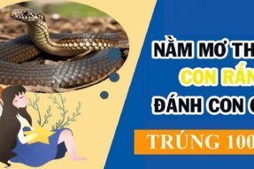 Giải mã giấc mơ thấy nhiều rắn mang đến điềm tốt hay xấu