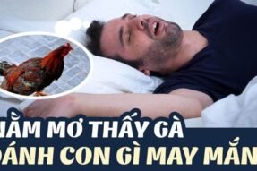 Giải mã giấc mơ thấy gà mang đến điềm báo gì? Đánh con số gì