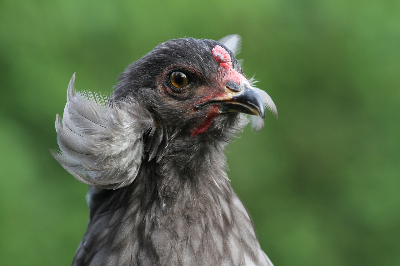 Gà Araucana 02