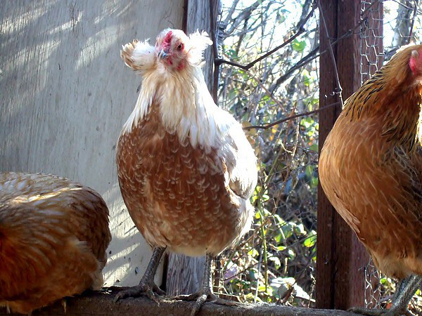 Gà Araucana 04