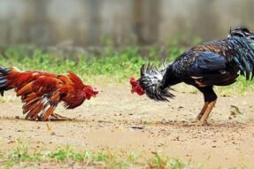 Bí Quyết Chọn Chiến Kê Đá Gà Philippines Thi Đấu