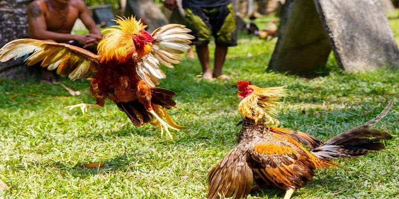 Giới thiệu về đá gà 79WIN
