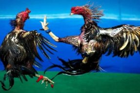 Đá gà 79WIN – Sân chơi giải trí kịch tính, trả thưởng cao