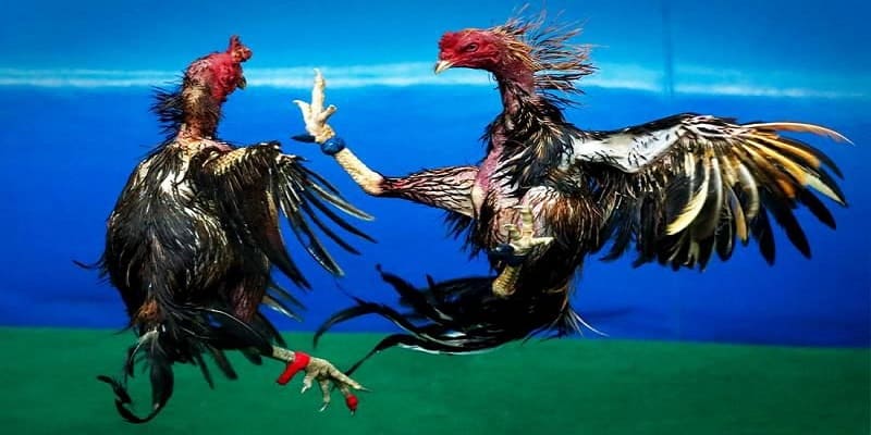 Hướng dẫn các bước tham gia đá gà 79WIN