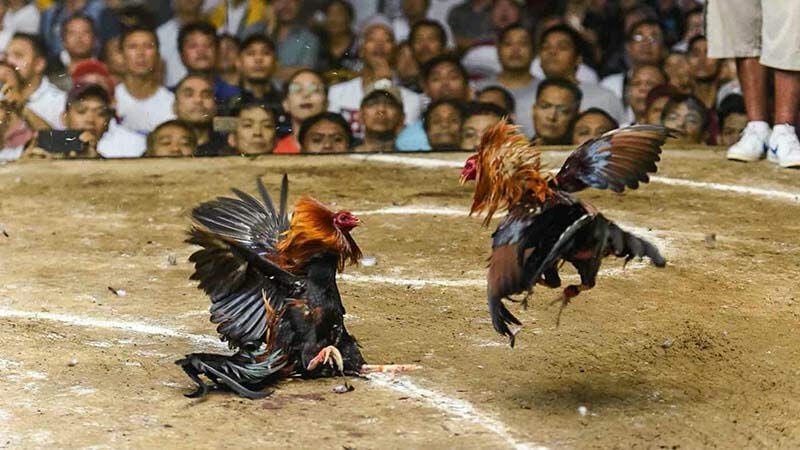 Đá gà Campuchia có nên chơi không? Nhìn thẳng vào cơ hội và rủi ro