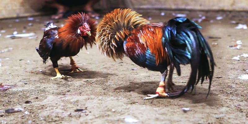 Mẹo Vào Kèo SV388 Hiệu Quả