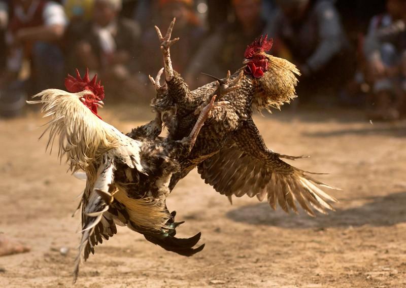 Nhiều dòng gà hay trận nào cũng kịch tính