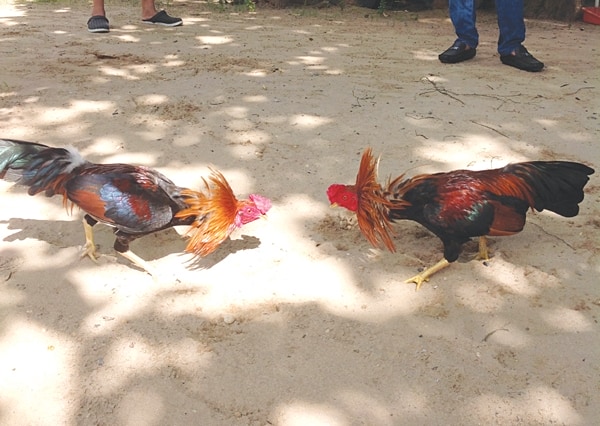 Hiểu rõ màu mạng chiến kê