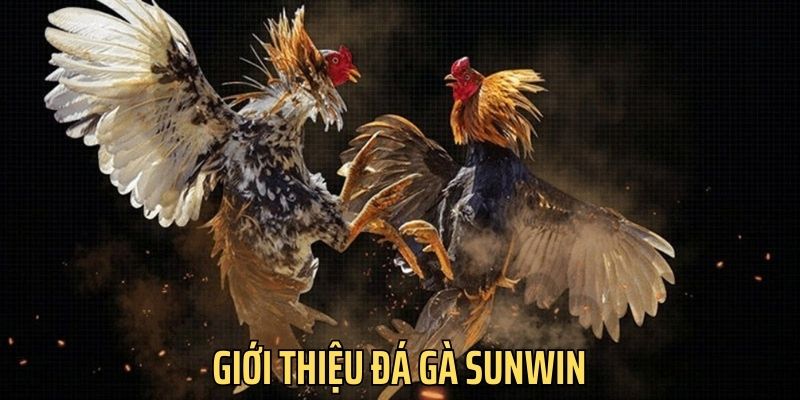 Giới thiệu sơ lược về sân chơi Đá gà Sunwin