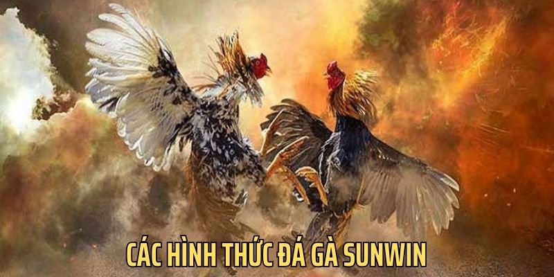 Nhà cái cung cấp đa dạng hình thức đá gà