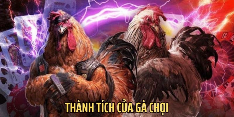 Cược thủ xem xét thành tích của chiến kê trước khi đặt cược