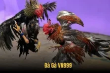 Đá Gà VN999 – Trải Nghiệm Sảnh Cược Đỉnh Cao, Hấp Dẫn