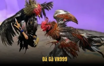 Đá Gà VN999 – Trải Nghiệm Sảnh Cược Đỉnh Cao, Hấp Dẫn