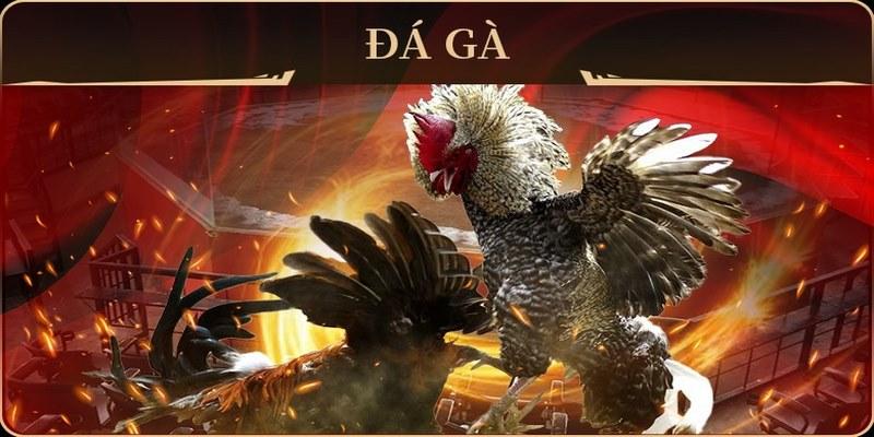 Điểm nổi bật của Đá Gà W88