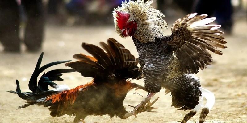 Hệ thống kèo cược minh bạch, rõ ràng