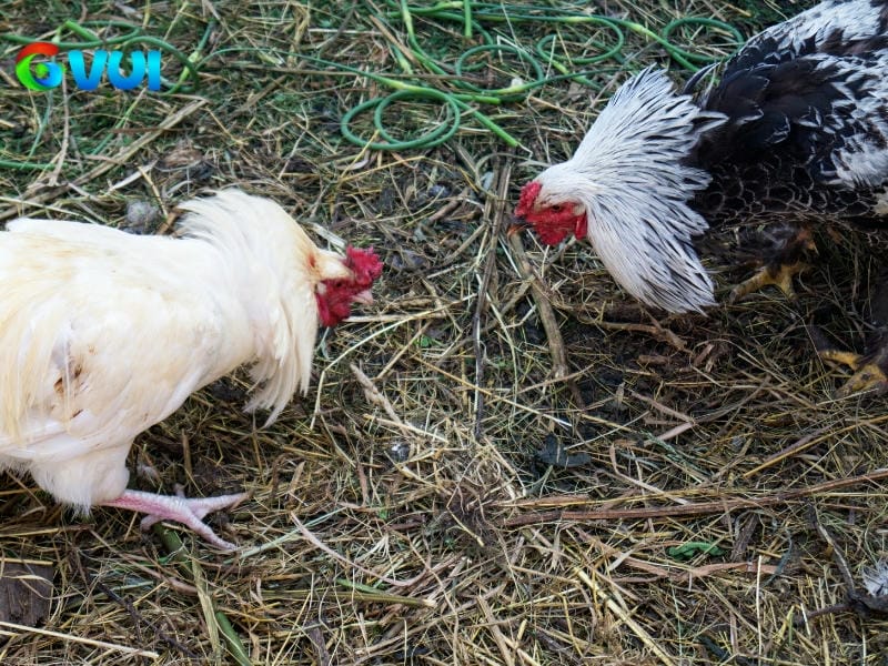 Hình thức đá gà chính có tại nhà cái 
