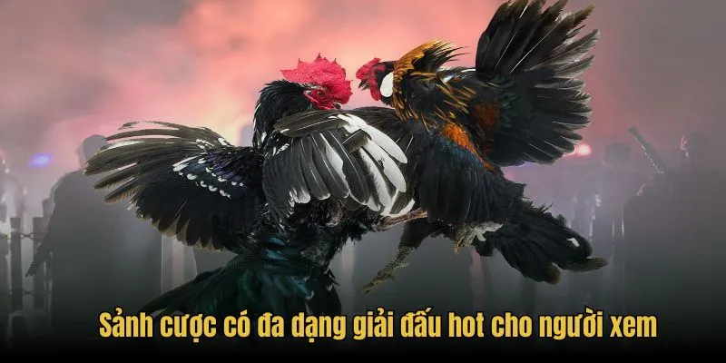 Sảnh cược có đa dạng giải đấu hot cho người xem