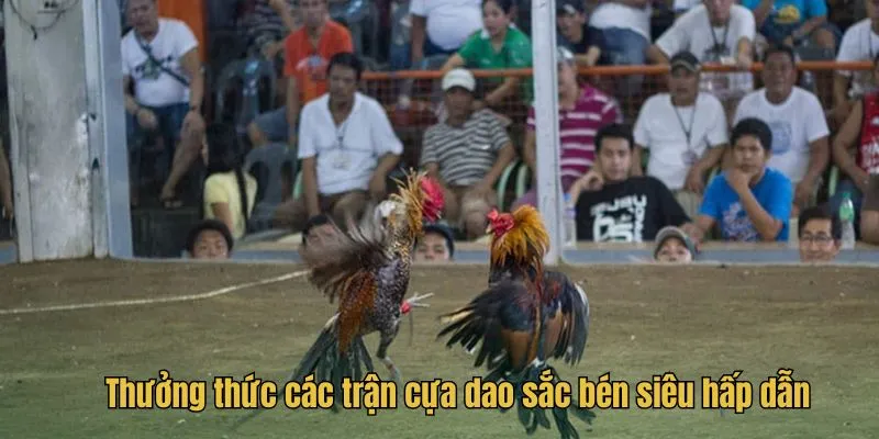 Thưởng thức các trận cựa dao sắc bén siêu hấp dẫn