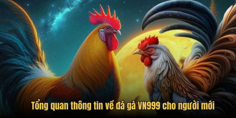 Tổng quan thông tin về đá gà VN999 cho người mới