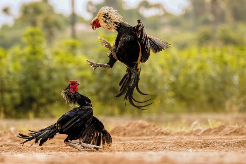 Quản lý vốn và tâm lý cược cho người mới chơi