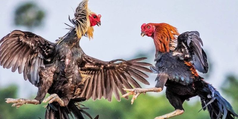Hướng dẫn truy cập trang chủ Ga179