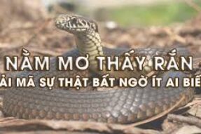 Mơ thấy rắn đánh con gì? Giải mã giấc mơ và những con số tài lộc
