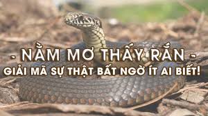 Các trường hợp thấy rắn trong mơ phổ biến