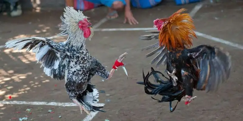 Trải nghiệm đá gà Thái siêu kịch tính