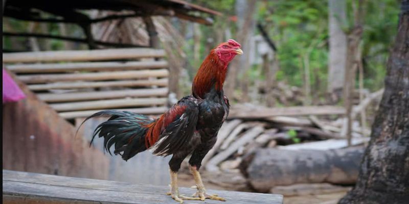 Đá gà trực tiếp hôm nay giúp cho bạn chơi không cần trực tiếp