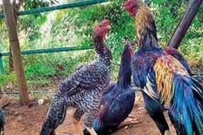 Gà Shamo Miso88 – Bí Quyết Nuôi Và Chơi Thật Đẳng Cấp