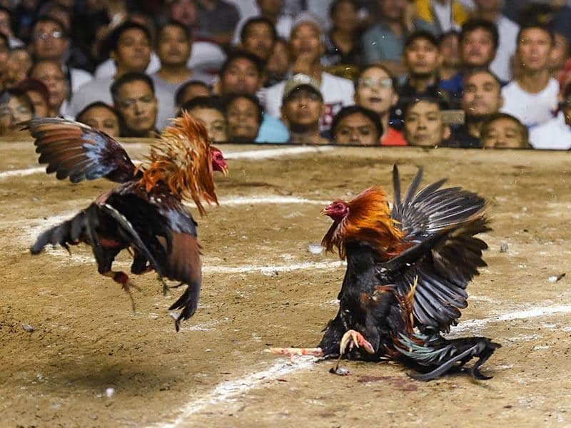 Lưu Ý Quan Trọng Khi Tham Gia Đá Gà