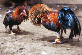 Luật Đá Gà Cựa Sắt Chi Tiết Tại 789WIN