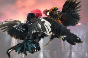 Đá gà 58WIN: Máu lửa – Gay cấn – Thắng lớn ngay tại nhà