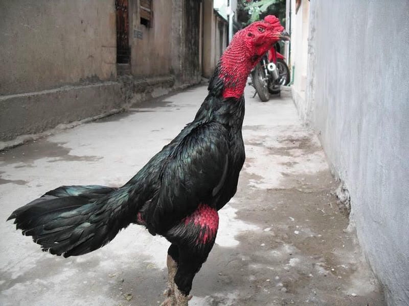 Ngày 3-5: Tăng cường độ, tập trung phát triển cơ đùi và cần cổ