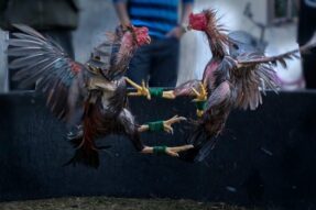 Cách huấn luyện gà chọi chuối OK365 tăng lực nhanh sau 7 ngày