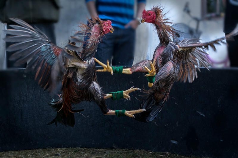 Ngày 6-7: Hoàn thiện lực đá và thử nghiệm thực chiến