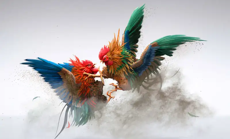 Mẹo tăng tỷ lệ thắng khi đá gà thomo