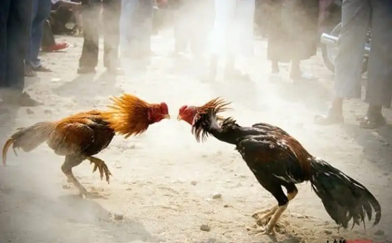 Kinh nghiệm thắng lớn tại Đá gà Thomo thienhabet