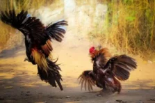 Đá Gà Cựa Dao C54 – Trực Tiếp Kịch Tính, Chiến Thắng Lớn