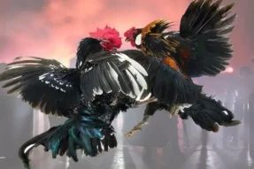 Chiến lược cược Đá gà Thomo Thienhabet giúp tăng tỷ lệ thắng cao