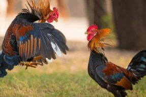 Bí mật chọn gà thắng kèo cực dễ tại Đá Gà Campuchia BET88