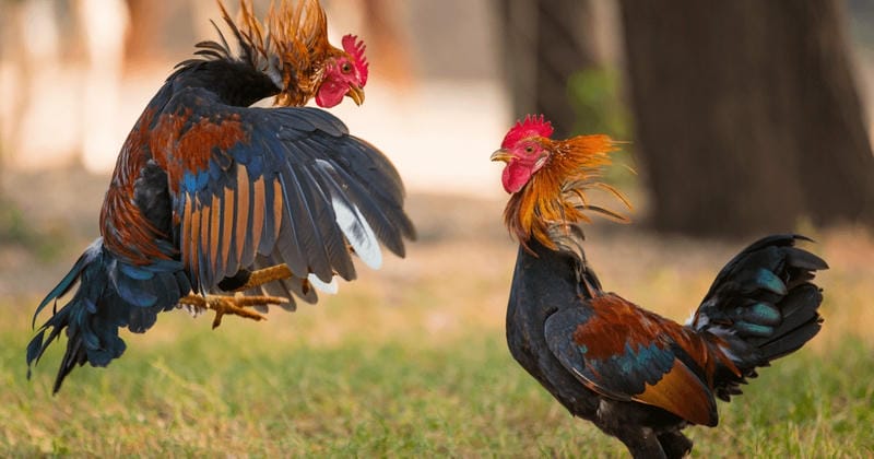 Bí quyết xem hồ sơ thi đấu – Đừng tin quảng cáo suông 