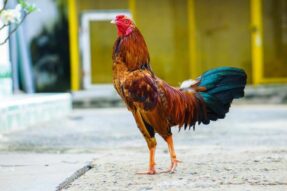 Hé lộ bí mật chọn gà chiến thắng trong đá gà cựa dao 8kbet