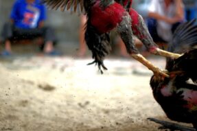 Đá gà mạng WW88: Cách đọc kèo nhanh như dân chuyên