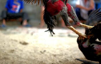 Đá gà mạng WW88: Cách đọc kèo nhanh như dân chuyên