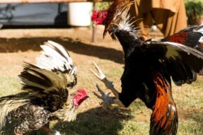 Đá gà Philippines 123B: Bí quyết chọn gà rồng, gà thần đỉnh cao